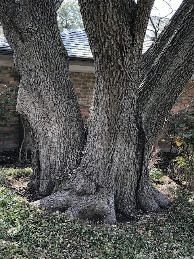 Mature heritage tree close to a Winslow property cared for by certified arborists